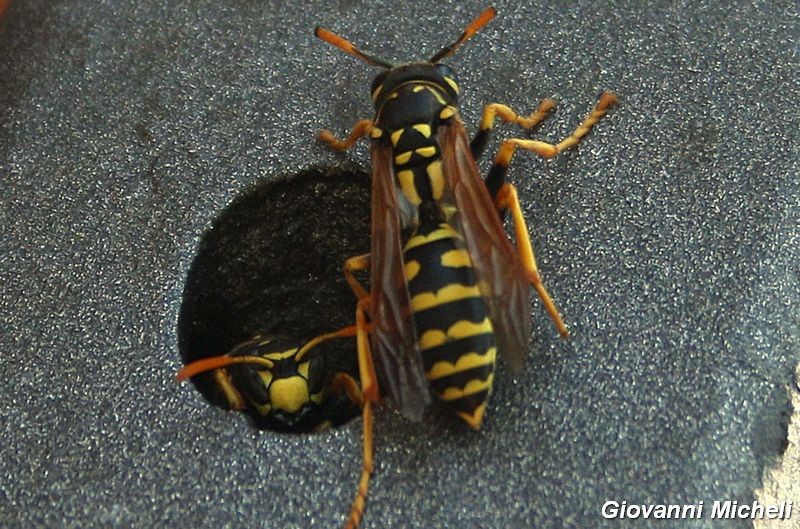 Hymenoptera del Parco del Ticino